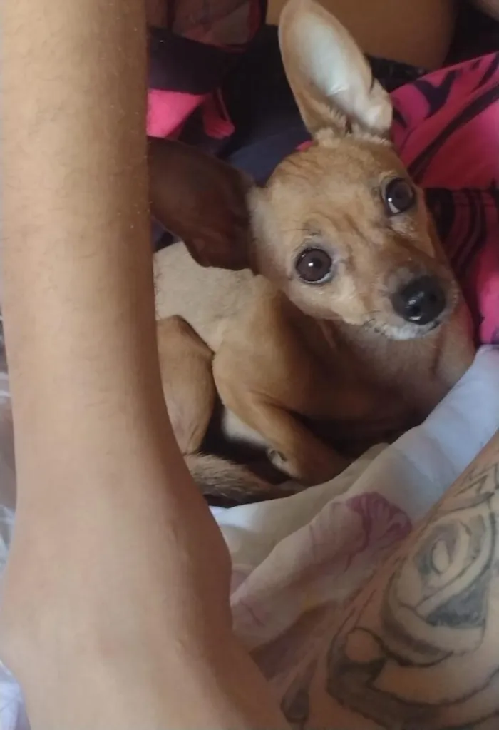Cachorro raça Pinscher idade 6 ou mais anos nome nina