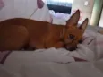 nina