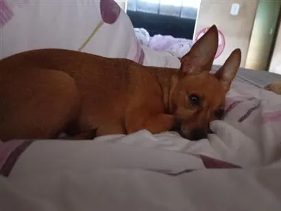 Cachorro raça Pinscher idade 6 ou mais anos nome nina