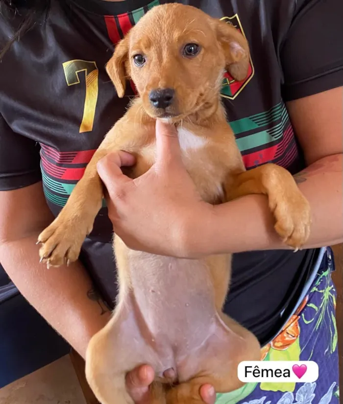 Cachorro raça SRD-ViraLata idade 2 a 6 meses nome cristal 