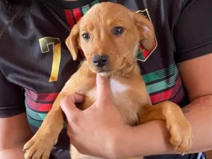 Cachorro raça SRD-ViraLata idade 2 a 6 meses nome cristal 