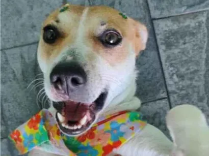 Cachorro raça SRD-ViraLata idade 4 anos nome Princesa 