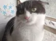 frajola  gata
