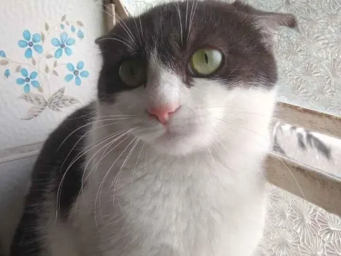 Gato raça SRD-ViraLata idade 2 a 6 meses nome frajola  gata