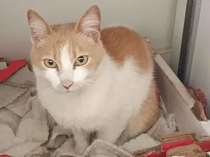 Gato raça SRD-ViraLata idade 7 a 11 meses nome ruiva