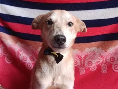 Cachorro raça SRD-ViraLata idade 2 a 6 meses nome Otto