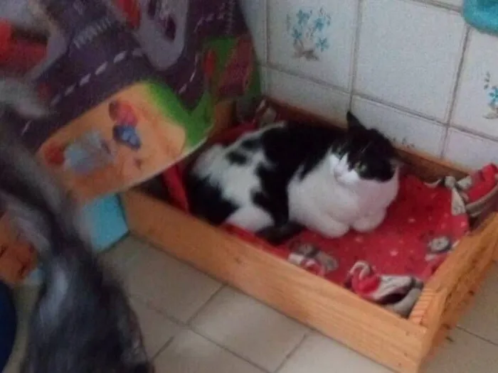 Gato raça SRD-ViraLata idade 2 a 6 meses nome frajola  gata