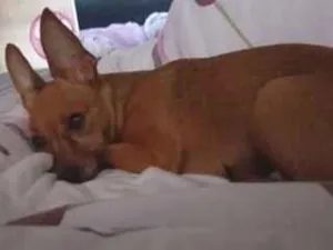 Cachorro raça Pinscher idade 6 ou mais anos nome nina