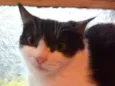frajola  gata