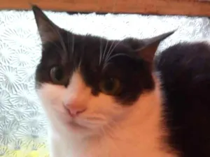 Gato raça SRD-ViraLata idade 2 a 6 meses nome frajola  gata