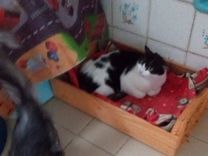 Gato raça SRD-ViraLata idade 2 a 6 meses nome frajola  gata