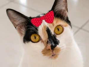 Gato raça SRD-ViraLata idade 1 ano nome Aurora