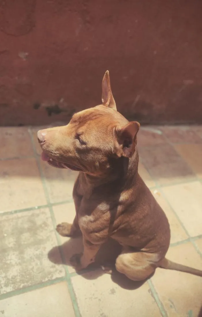 Cachorro raça Pit-Bull idade 1 ano nome Batman 