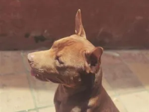 Cachorro raça Pit-Bull idade 1 ano nome Batman 