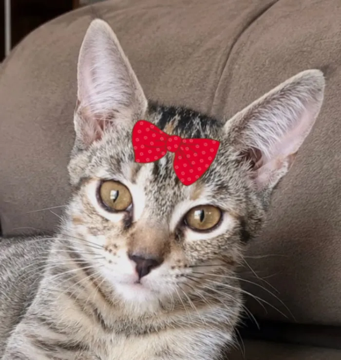 Gato raça SRD-ViraLata idade 2 a 6 meses nome Nina