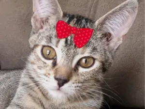 Gato raça SRD-ViraLata idade 2 a 6 meses nome Nina