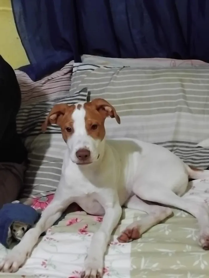 Cachorro raça SRD-ViraLata idade 7 a 11 meses nome Marlon