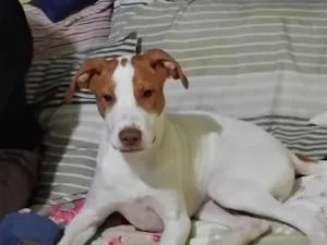 Cachorro raça SRD-ViraLata idade 7 a 11 meses nome Marlon