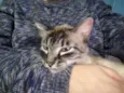 Catnap