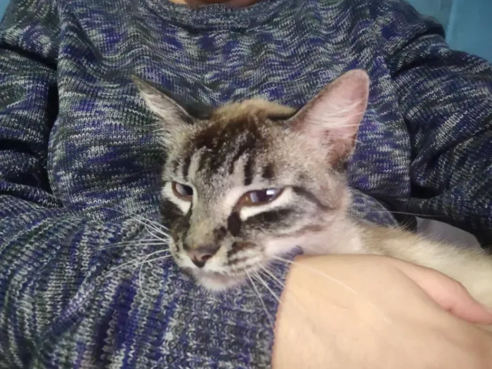 Gato raça SRD-ViraLata idade 2 anos nome Catnap