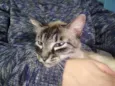 Catnap