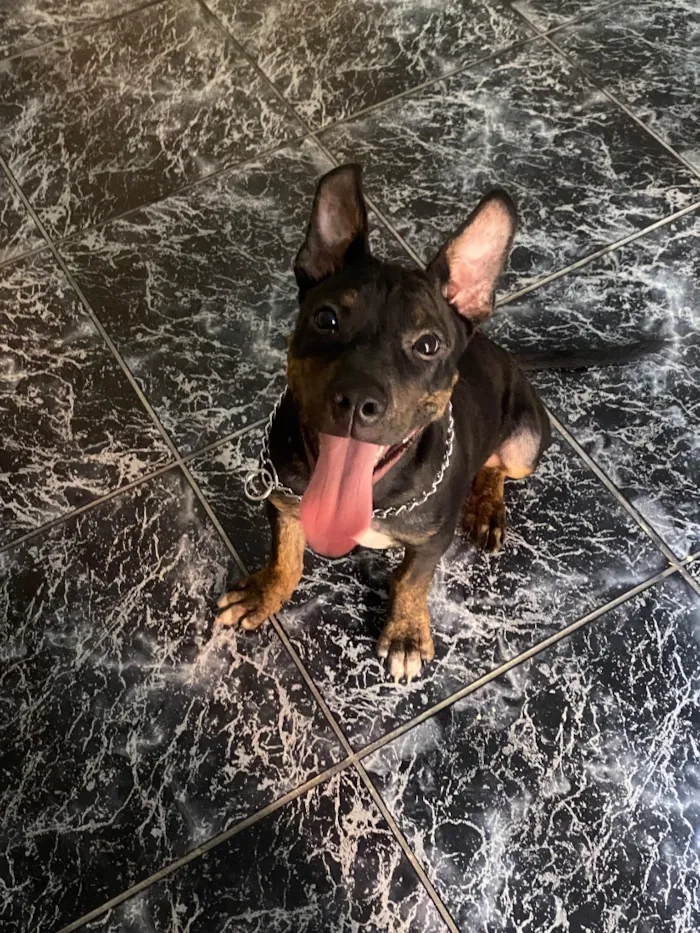 Cachorro raça SRD-ViraLata idade 7 a 11 meses nome Luke