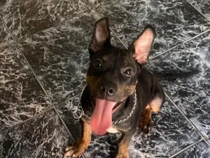 Cachorro raça SRD-ViraLata idade 7 a 11 meses nome Luke