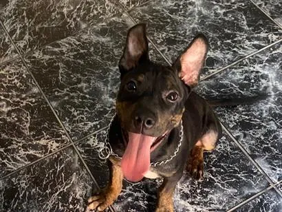 Cachorro raça SRD-ViraLata idade 7 a 11 meses nome Luke