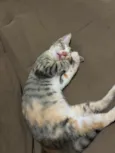 Mel 