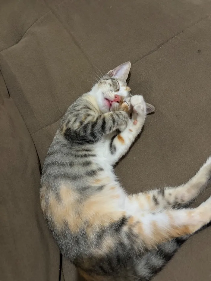 Gato raça SRD-ViraLata idade 2 a 6 meses nome Mel 