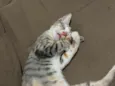 Mel 