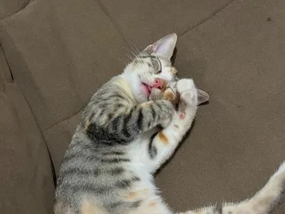 Gato raça SRD-ViraLata idade 2 a 6 meses nome Mel 
