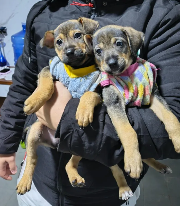 Cachorro raça SRD-ViraLata idade 2 a 6 meses nome Puma e Teddy