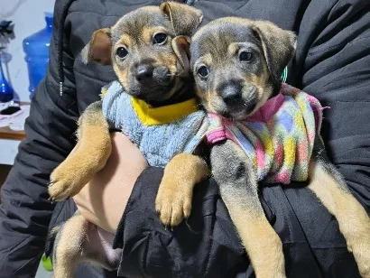Cachorro raça SRD-ViraLata idade 2 a 6 meses nome Puma e Teddy