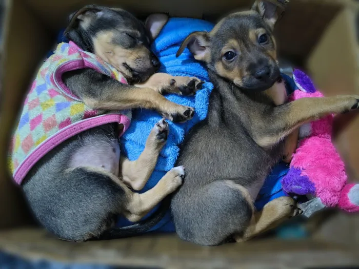 Cachorro raça SRD-ViraLata idade 2 a 6 meses nome Puma e Teddy