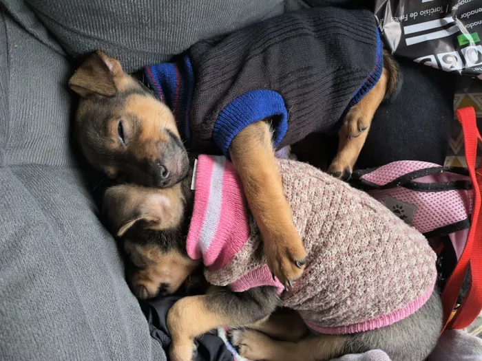 Cachorro raça SRD-ViraLata idade 2 a 6 meses nome Puma e Teddy