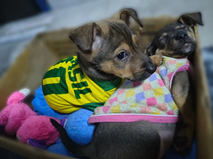 Cachorro raça SRD-ViraLata idade 2 a 6 meses nome Puma e Teddy