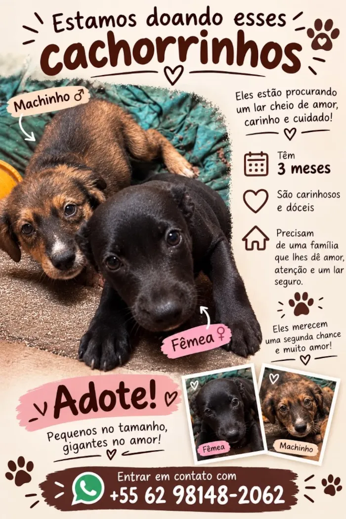 Cachorro raça SRD-ViraLata idade 2 a 6 meses nome Não tem