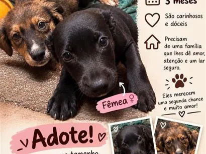 Cachorro raça SRD-ViraLata idade 2 a 6 meses nome Não tem