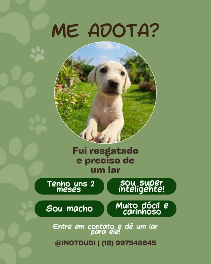 Cachorro raça SRD-ViraLata idade 2 a 6 meses nome sem nome