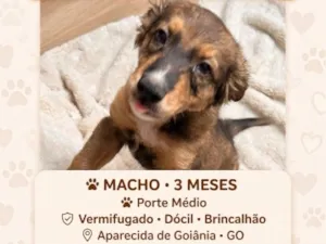 Cachorro raça SRD-ViraLata idade 2 a 6 meses nome Não tem 