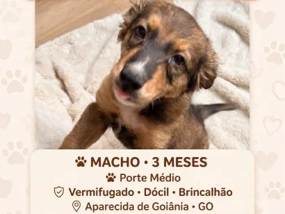 Cachorro raça SRD-ViraLata idade 2 a 6 meses nome Não tem 