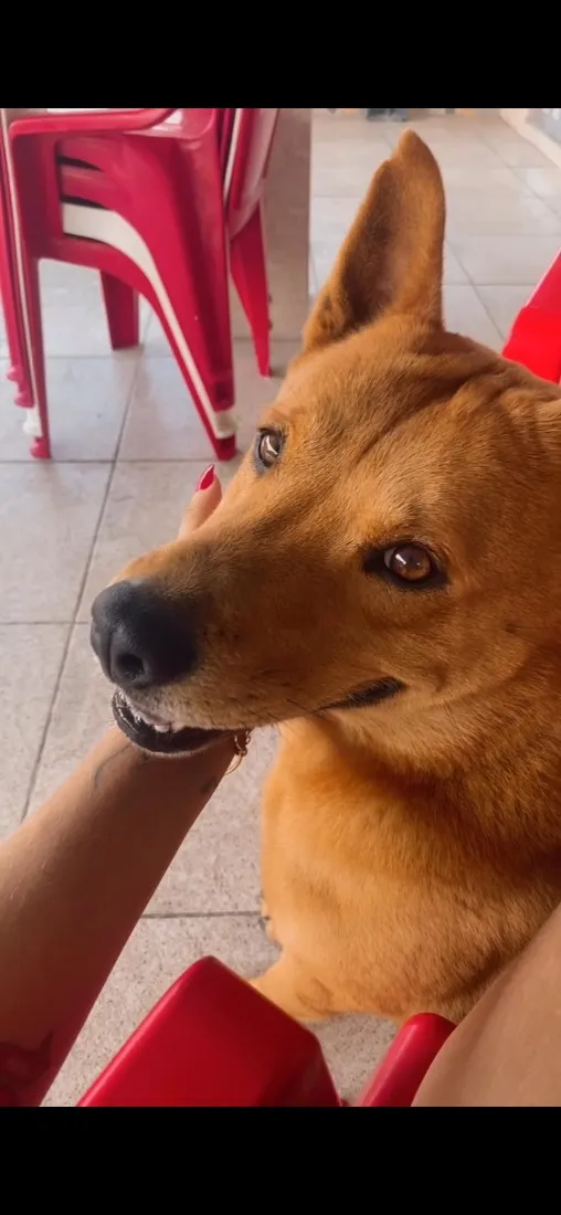 Cachorro raça SRD-ViraLata idade 3 anos nome Kaylu