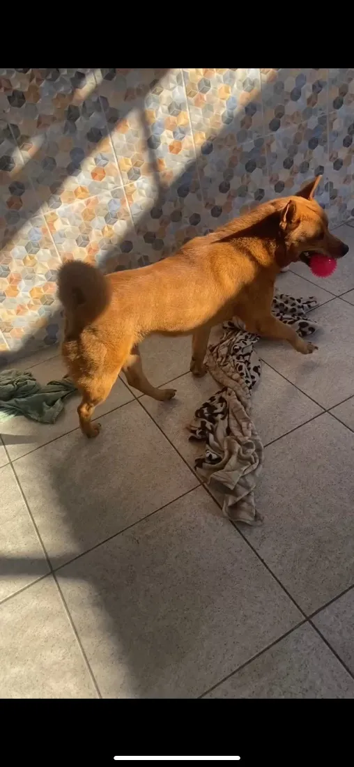 Cachorro raça SRD-ViraLata idade 3 anos nome Kaylu