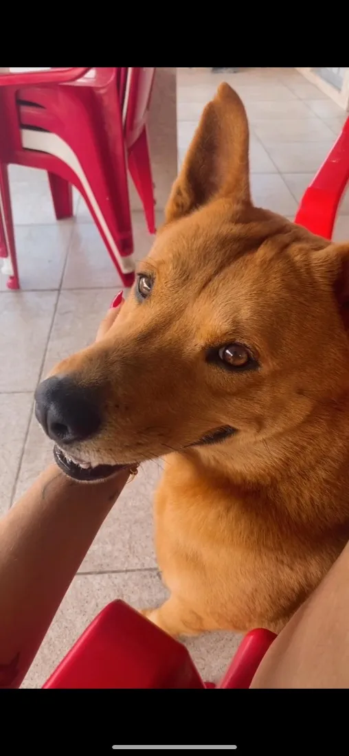 Cachorro raça SRD-ViraLata idade 3 anos nome Kaylu