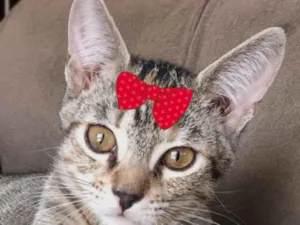 Gato raça SRD-ViraLata idade 2 a 6 meses nome Nina
