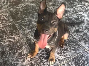 Cachorro raça SRD-ViraLata idade 7 a 11 meses nome Luke