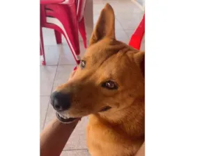 Cachorro raça SRD-ViraLata idade 3 anos nome Kaylu