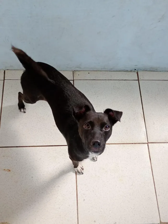 Cachorro raça SRD-ViraLata idade 5 anos nome Meg