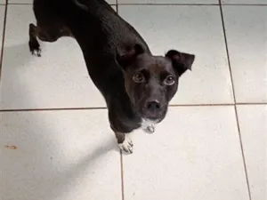 Cachorro raça SRD-ViraLata idade 5 anos nome Meg
